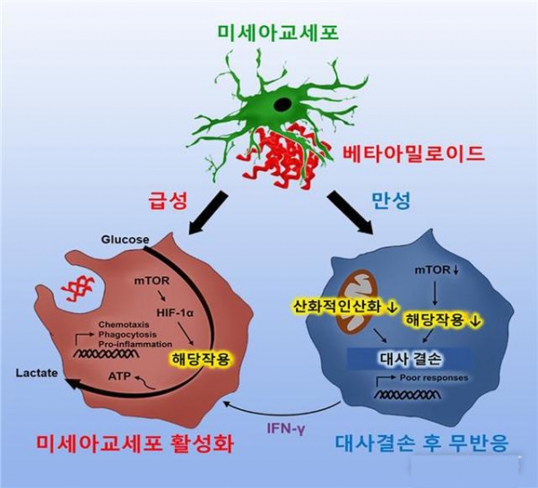 미세아교세포에 급성으로 베타아밀로이드가 노출되었을 때 세포는 미토콘드리아를 통한 산화적 인산화로 에너지를 만드는 것 보다 에너지 효율이 빠른 해당작용을 선택하는 에너지 대사 재편성과정을 통해 빠르게 활성화가 일어난다. 이런 활성화는 세포 포식작용 (Phagocytosis)을 하여 세포 내 존재하는 응집된 베타아밀로이드를 제거하는 역할을 하며 다양한 염증성 사이토카인을 분비하게 된다. 반면에 만성적으로 베타아밀로이드에 미세아교세포가 노출된 경우에는 정상적인 세포의 대사과정인 미토콘드리아에 의한 에너지 생성이나 해당작용을 통한 에너지 생성 모두가 작용을 하지 못하게 되면서 미세아교세포의 고유기능을 잃어버리게 된다. 이것을 감마인터페론을 주입하여 다시 회복시킬 수 있음을 확인했다. (사진/과학기술정보통신부 제공)