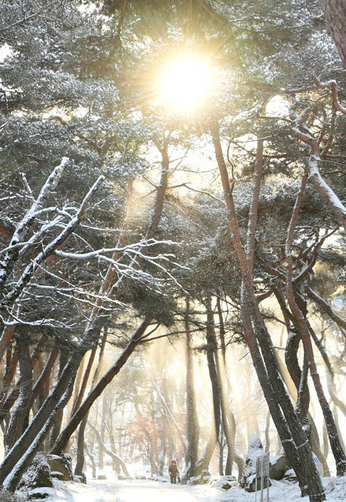 겨울 숲에 뜬 태양